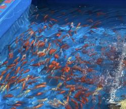 -萌宠亲子动物乐园(槐房万达店)