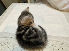 -宠爱国际动物医院·消化内科·心肾内科·ISFM猫友好(望京店)
