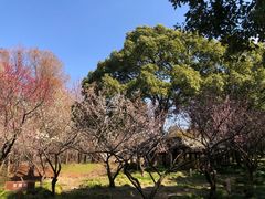 -上海滨江森林公园