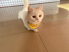 -70cat德文卷毛猫·缅因猫纯种猫舍