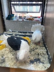 -Moni星球萌宠·小马宝莉·灵蛇·高端高阶全萌宠互动体验俱乐部(红豆国际广场店)