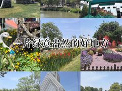 -荷兰花海