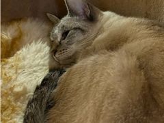 -藏猫猫咖啡主题馆(中央大道店)