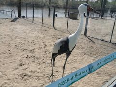 -盐城丹顶鹤湿地生态旅游区