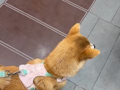 -联合动物医院(光谷诊疗中心)