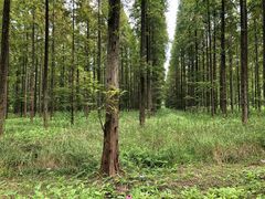 -黄海国家森林公园