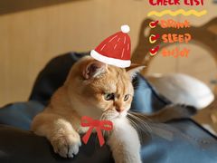 -飞行喵MR PILOT|猫舍·猫咖(静安大融城店)