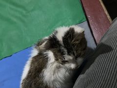-瑞派·关忠动物医院·猫专科·犬专科(三环新城店)