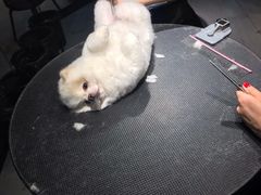 -宠物家(角门东店)
