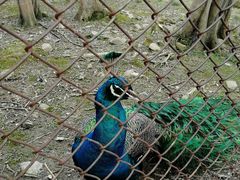 -金孔雀温泉旅游度假村