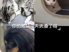 -美联众合动物医院·24h转诊中心