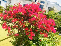 -马大胡子清真西北菜