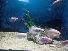 -绿色星球动物主题公园