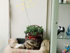 -参差咖啡(水果湖公园店)