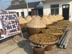 -苏州市吴中区光福窑上花果蜜饯厂