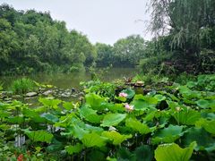-新江湾城公园