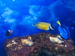 -芜湖新华联大白鲸海洋公园