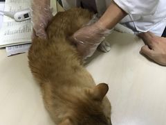 -达爱动物医院·犬猫分区·CT·复杂眼科(远洋山水分院)
