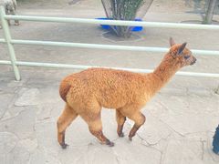 -沈阳森林动物园