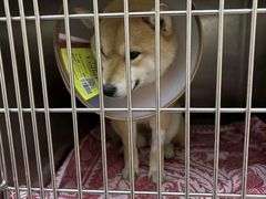 -联合动物医院(光谷诊疗中心)