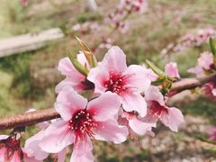 -协和菜馆(凤凰街店)