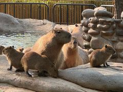 -北京野生动物园