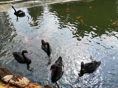 -海南热带野生动植物园