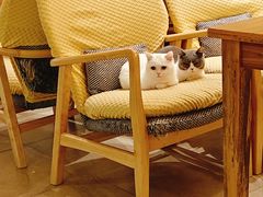 -猫咖时代(中山亭店)