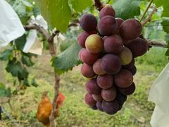 -美家乐农庄·露营·团建(大治路店)