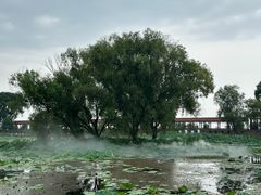 -洪湖生态旅游区