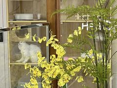 -共舞时光猫咖·狗咖(新街口店)