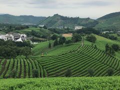 -帐篷客·溪龙茶谷度假酒店