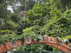 -西双版纳原始森林公园