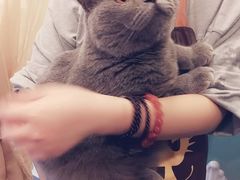 -十年猫舍·猫咪专门店(普陀店)