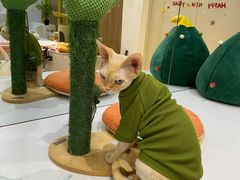 -COLOR PETS 撸猫馆·购猫·猫咖(长风大悦城店)