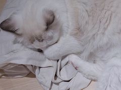 -瞄一喵猫咖(格力海岸店)