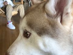 -Husky Go! 哈士奇体验馆·宠物咖啡厅狗咖