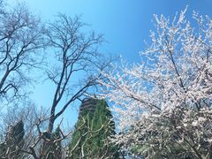 -玲珑塔公园