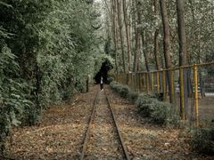 -合肥滨湖国家森林公园