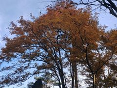 -庐山风景区花径公园