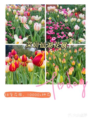仙湖花展｜春日赏花｜满眼都是春天，美醉了