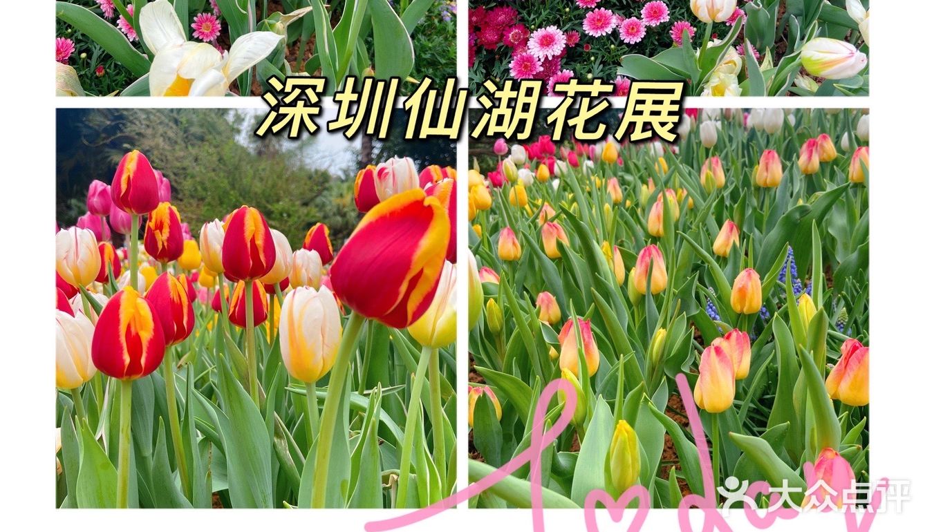 仙湖花展｜春日赏花｜满眼都是春天，美醉了