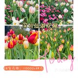 仙湖花展｜春日赏花｜满眼都是春天，美醉了