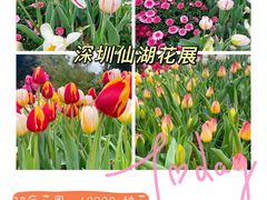 -深圳仙湖植物园