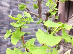 -大学习巷清真寺
