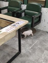 -神奇动物撸宠馆·羊驼·小浣熊·异宠(豫园店)