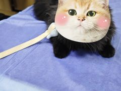 -美联众合动物医院·24h京西诊疗中心