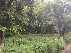 -张坝桂圆林公园