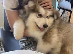 -Let's go狗咖·猫咖·奶狗·桌游(春熙路IFS店)