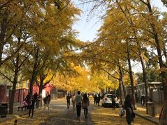 -三里屯东五街银杏大道